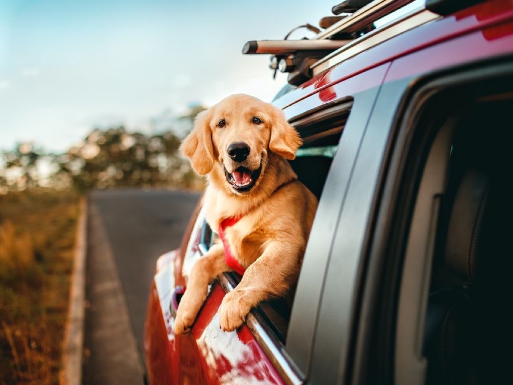 Como planejar uma viagem longa de carro com animais de estimação
